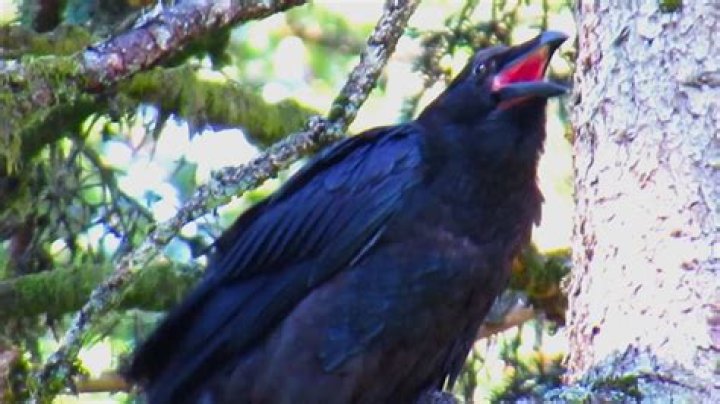  Raven Screams